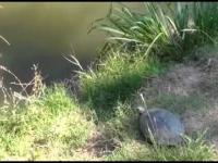 Żółw ninja - LEONARDO