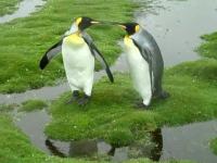 Problem pingwinów