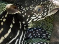 Młody tapir z matką. Mało znane i bardzo ciekawe zwierzę.