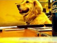 Pies ktory lubi muzyke
