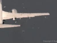 Zderzenie samolotu ze stadem gołębi pocztowych