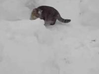 Kot w labiryntach ze śniegu