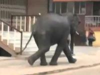 Atak słonia na ludzi