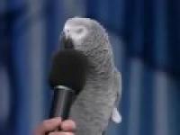 Papuga Żako