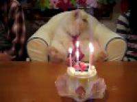 Urodziny kota