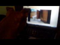 Pies oglądający filmiki na YouTube