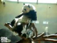 Tańcząca panda
