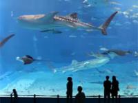 Drugie największe akwarium na świecie