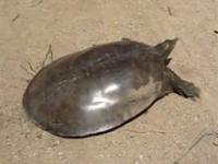 Turbo żółw