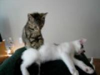 Kitten Massage Therapy 