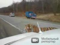 Tygrys syberyjski na drodze