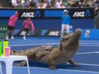 Tenis w wykonaniu krokodyli