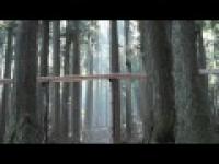 Bach na drewnie w środku lasu?