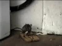 Farciarska mysz