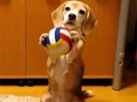 Pies łapiący piłkę