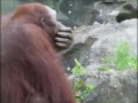 Orangutan uratował tonące pisklę
