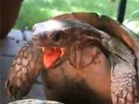Żółw przeżywający rozkosz