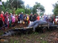 Ogromny krokodyl złapany na Filipinach
