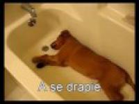 Pies w wannie