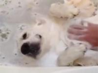 Pies, który lubi kąpiele