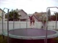 pies skacze na trampolinie 
