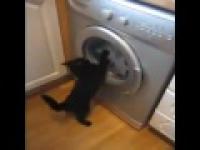 Kot walczy z pralką