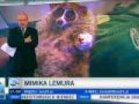 Lemurek w TVN24