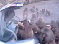 Małpi napad na samochód 