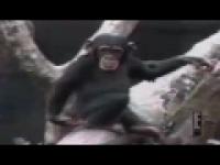 FUS RO DAH vs Małpa 