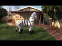 Tańcząca zebra 
