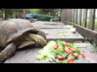 Jak jedzą głodne żółwie 