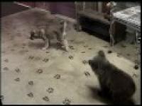 Grizly Bear Cub & Wolf Cub Playing