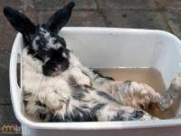 Kąpiące się króliki