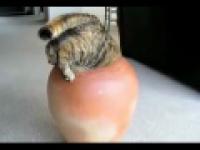 kotek wskoczył do wazonu
