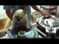 DJ dog 