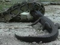 Pyton zjada aligatora żywcem