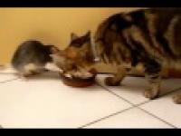 Kot i szczur z jednej miski 