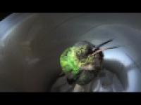 Chrapiący koliber z Peru 