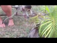 Mała małpka walczy z kotem