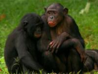 Rozwiązłe życie małp bonobo