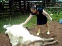 kobieta zajmuje kopnięty przez krowę