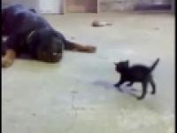 Duży pies vs mały kotek