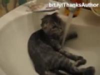 Funny cats in water