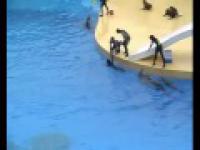 Akcja ratunkowa przeprowadzona przez fokę i delfina 