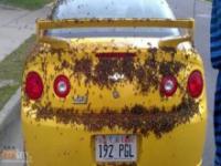 Chevrolet pełen pszczół