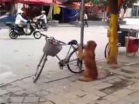 Pies pilnuje roweru