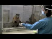 Eksperyment naukowy na małpach 
