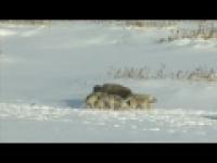 Bizon wystawia kolegę na pastwę wilków (północna Kanada) 