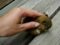 mała wiewiórka 