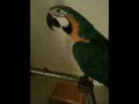 Papuga mówi 